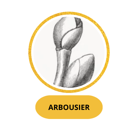 ARBOUSIER