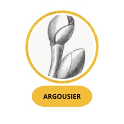 ARGOUSIER
