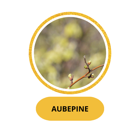 AUBEPINE
