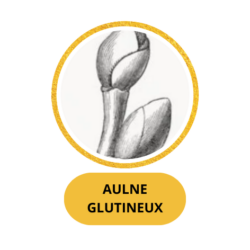 AULNE GLUTINEUX