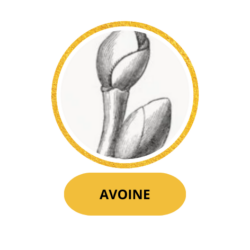 AVOINE