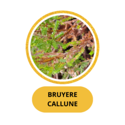 BRUYERE