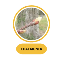 CHATAIGNIER