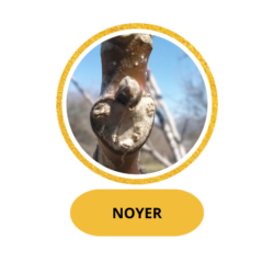 NOYER