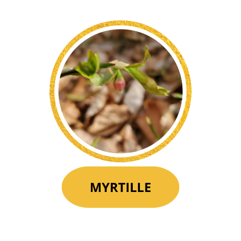 MYRTILLE