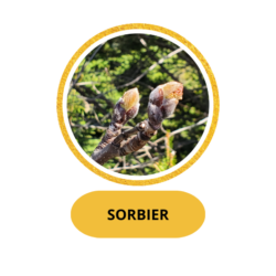 SORBIER