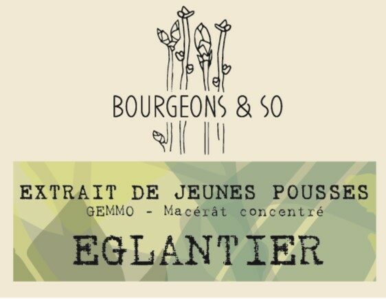 EGLANTIER