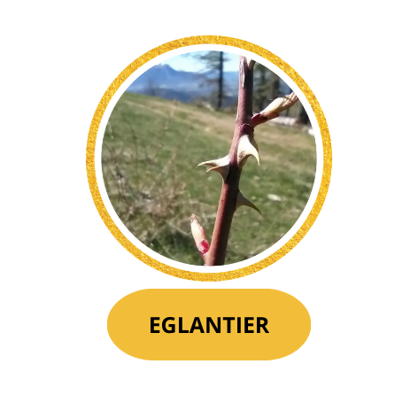 EGLANTIER