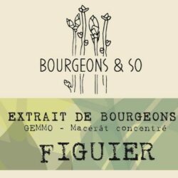 FIGUIER