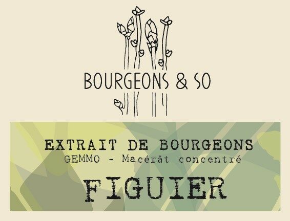 FIGUIER