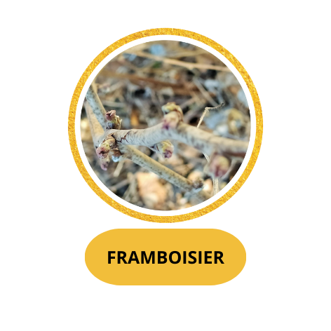 FRAMBOISIER