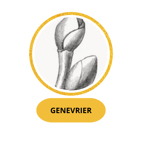 GENEVRIER