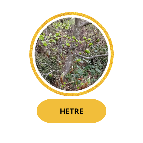 HETRE