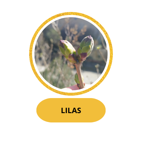 LILAS