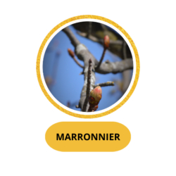 MARRONNIER