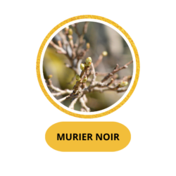 MURIER NOIR
