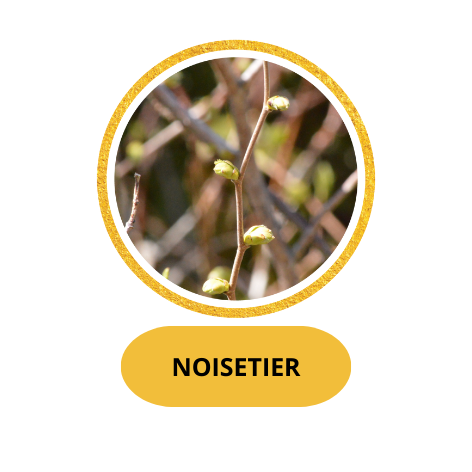 NOISETIER