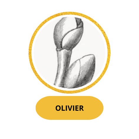 OLIVIER