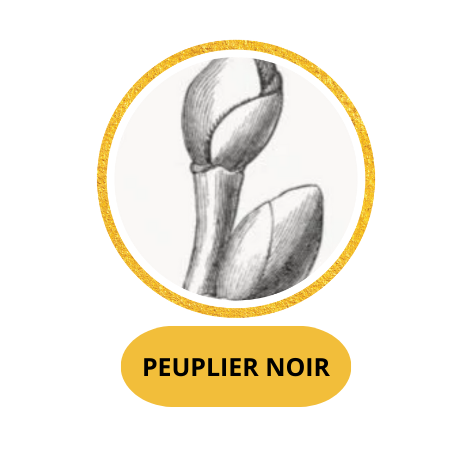 PEUPLIER NOIR