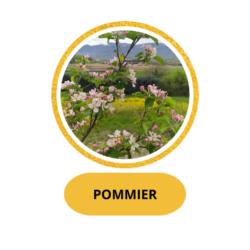POMMIER