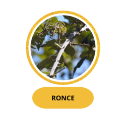 RONCE
