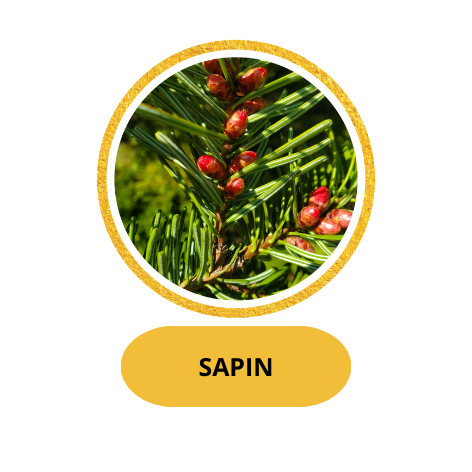 SAPIN