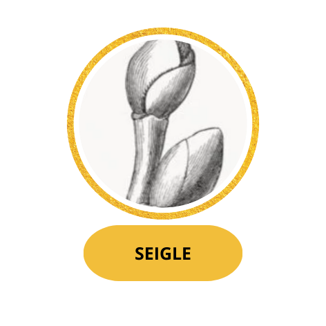 SEIGLE