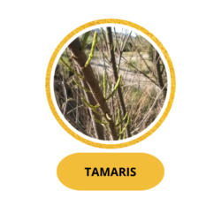 TAMARIS