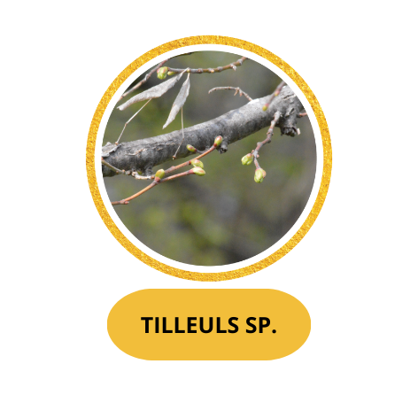 TILLEUL