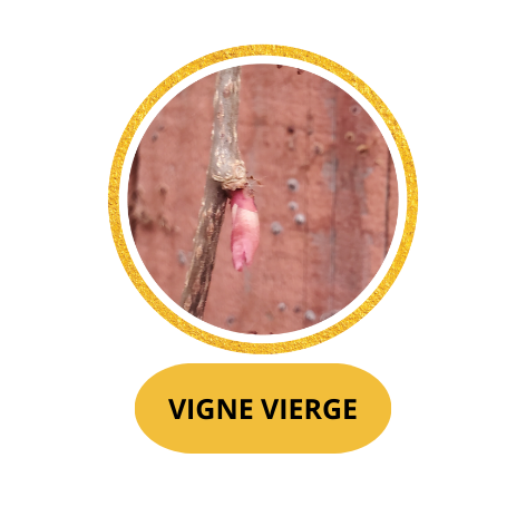 VIGNE VIERGE