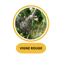 VIGNE ROUGE