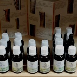 SYNERGIE DE BOURGEONS