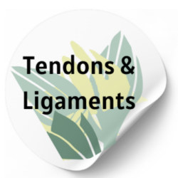 TENDONS & LIGAMENTS