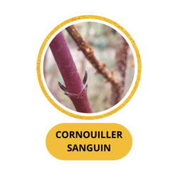 CORNOUILLER