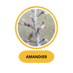 AMANDIER